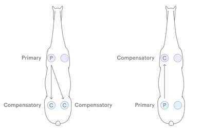 Compensatory patterns explained