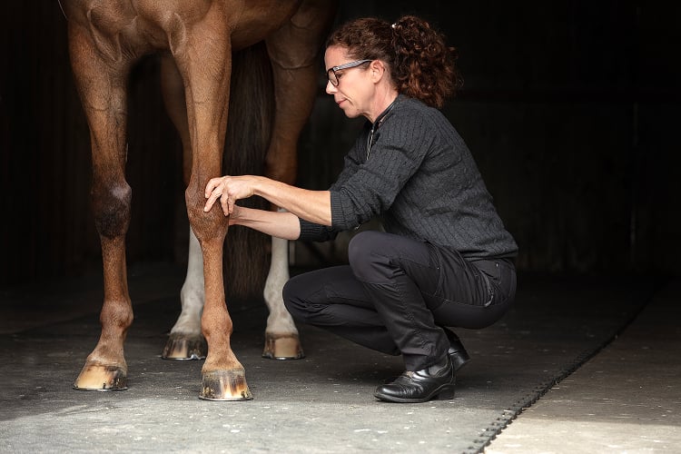 New global survey: 95% of orthopaedic vets say earlier detection could prevent more serious lameness cases
