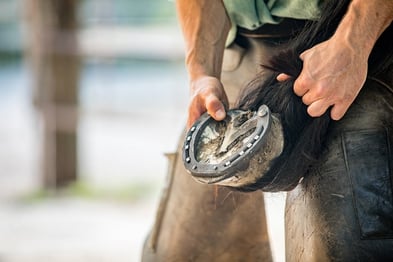 Inside the hoof: a conversation with farrier Marc Jerram