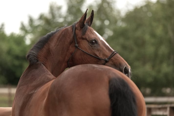 Decoding equine pain through facial expressions and behaviour