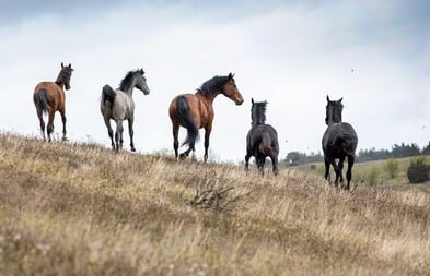 New study explores risk factors for orthopaedic disease in Swedish Warmbloods
