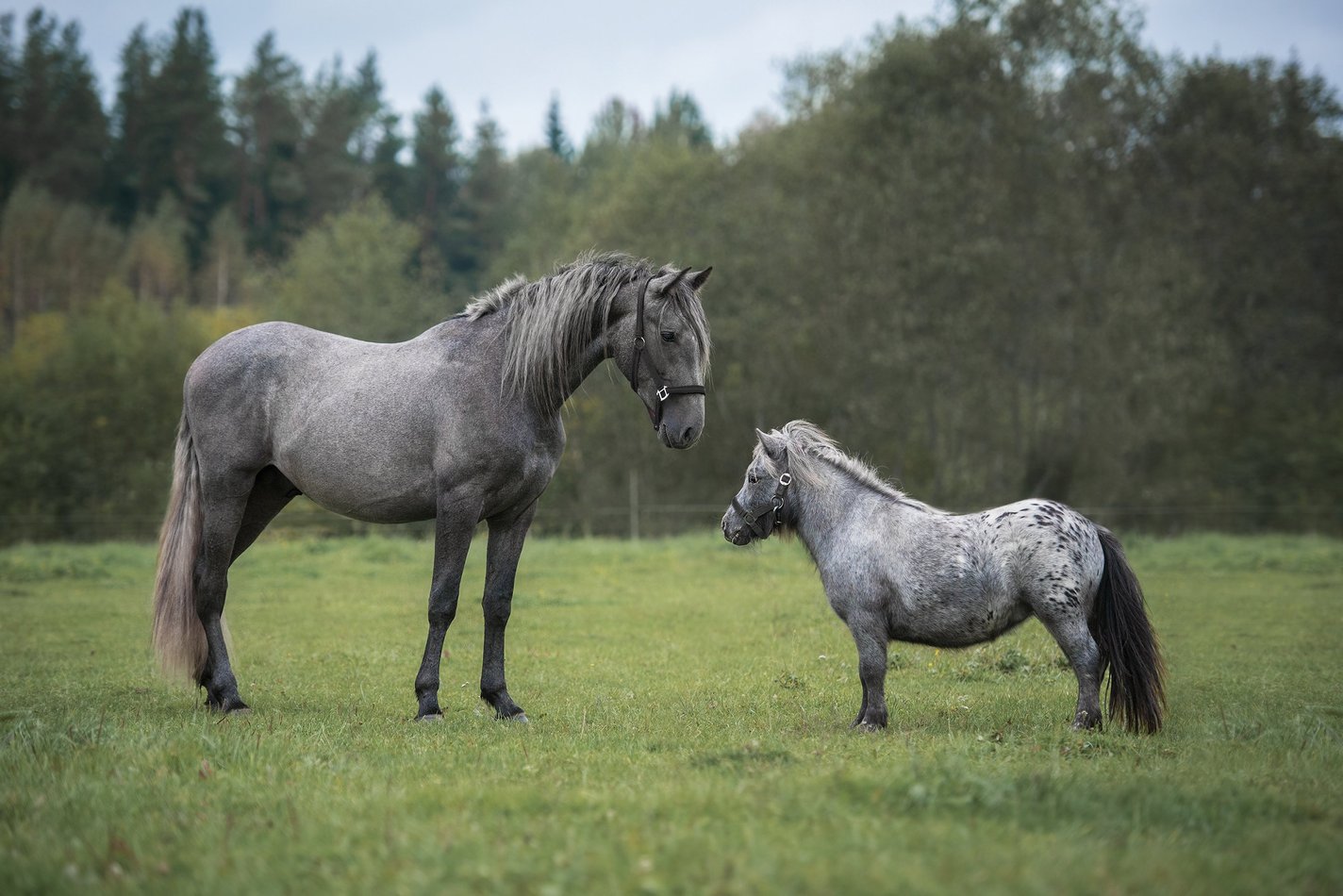 Biomechanical data scaled to horse size